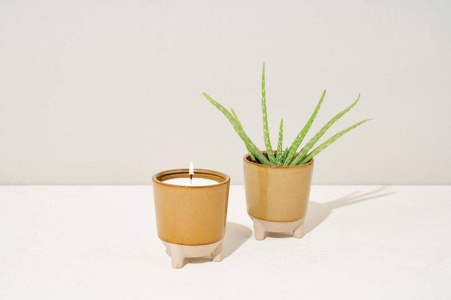 Modern Sprout - Glow & Grow Candle Desert Oasis