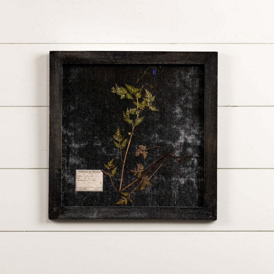 17.75" PRESSED FERN W/ BLACK FRAME