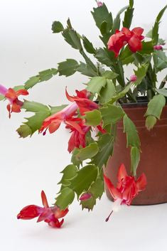 Christmas Cactus