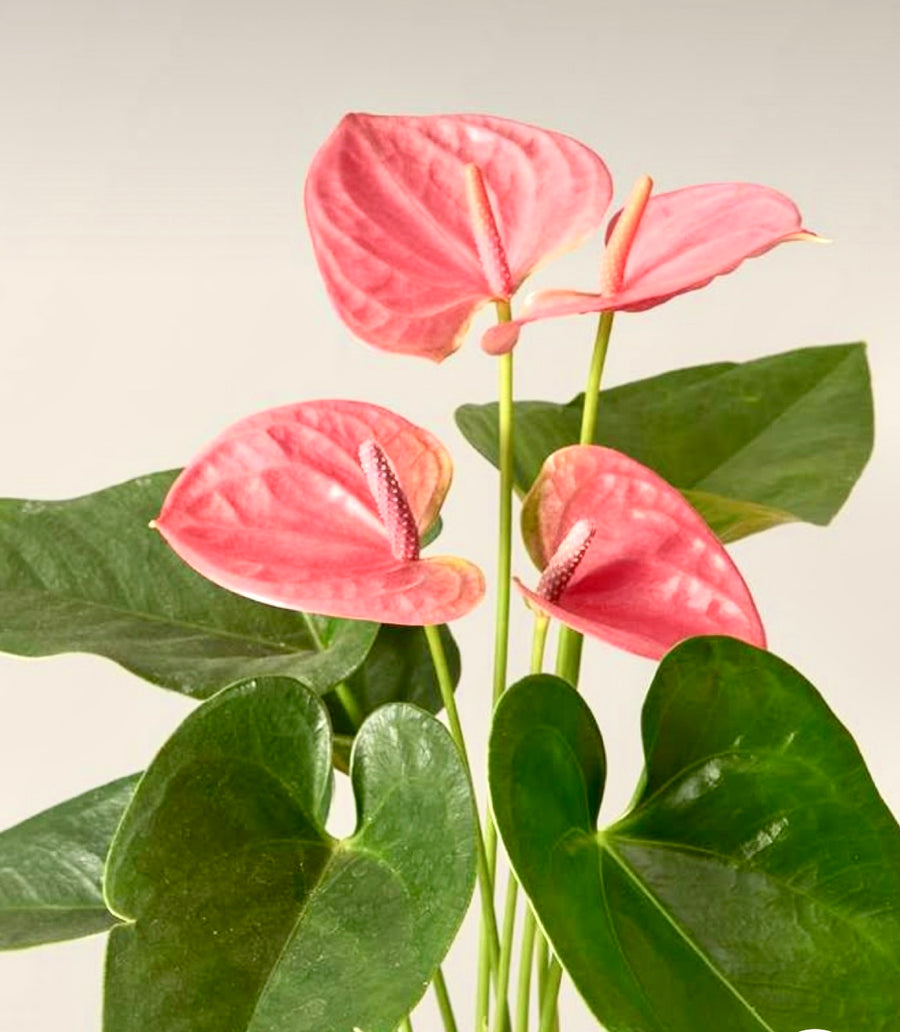 Pink Anthurium