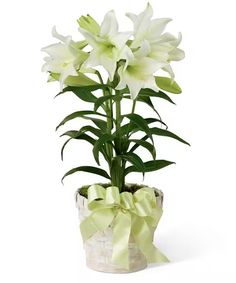 Easter Lily Plant