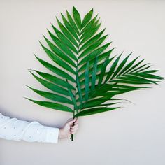 Palm Sunday:  Jumbo Emerald