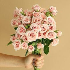 Bunch:  Pale Pink Spray Roses