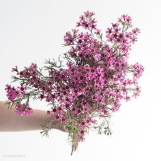 Bunch:  Purple Waxflower