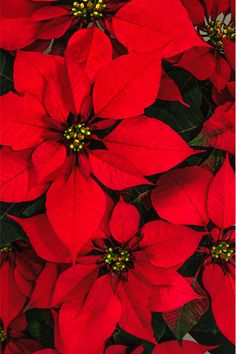 Red Poinsettia