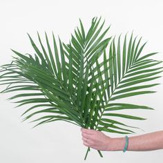 Palm Sunday:  Robellini Palm Bunch