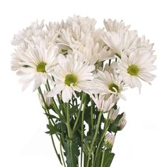 Bunch:  White Daisies