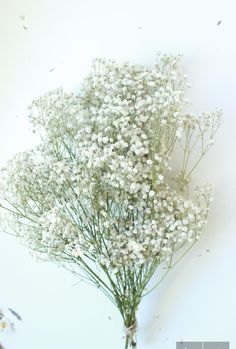 Bunch:  Babys Breath