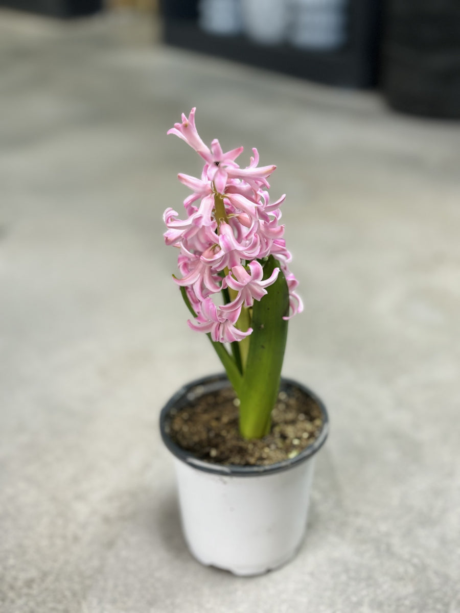 Hyacinth Plant