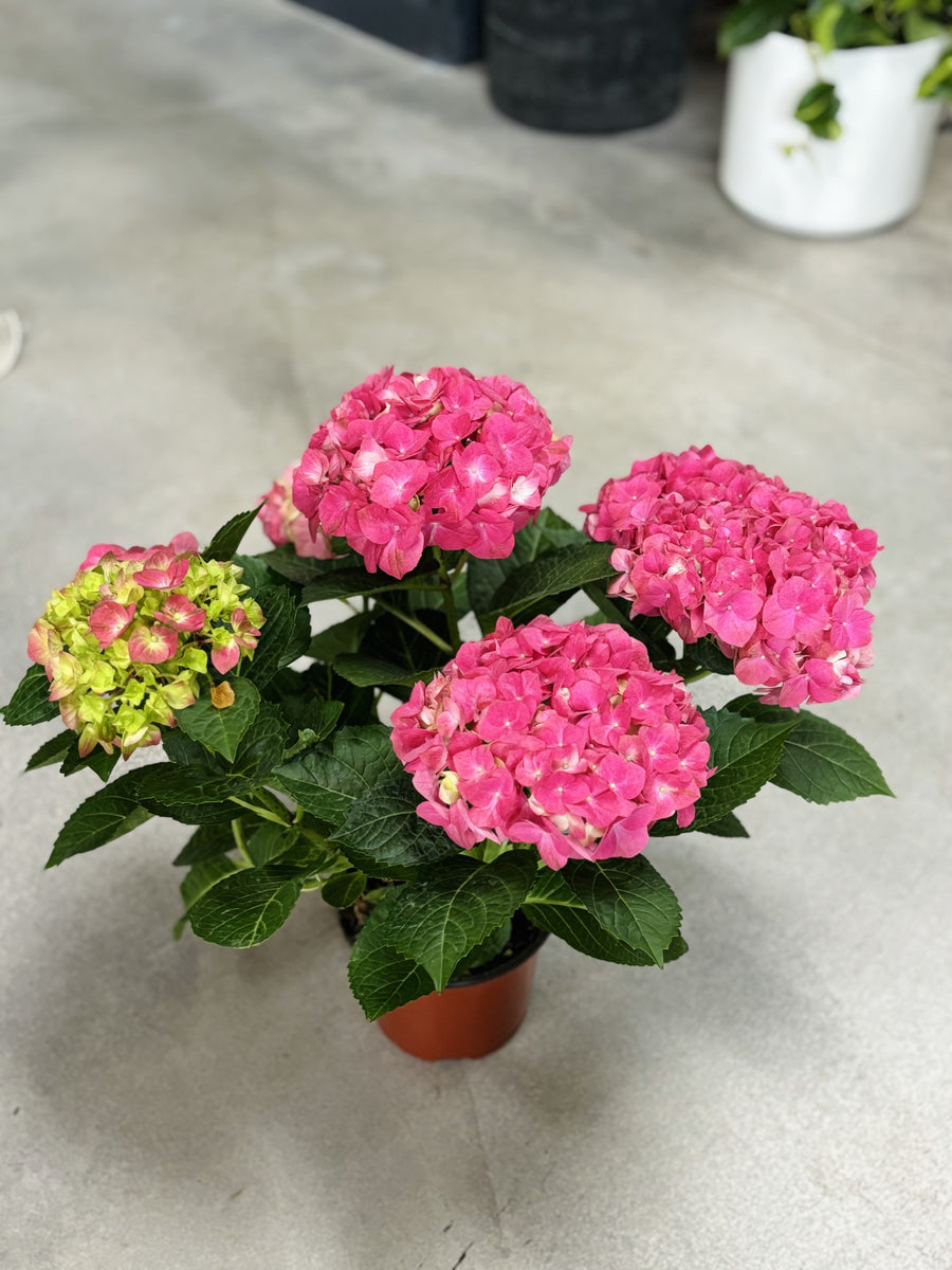 Hydrangea Plant:   Colors will Vary