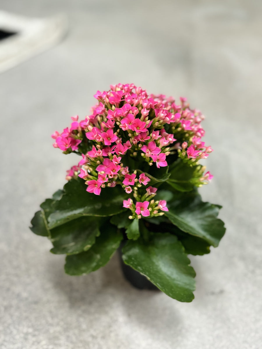 Kalanchoe Plant