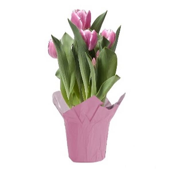 Tulips pot