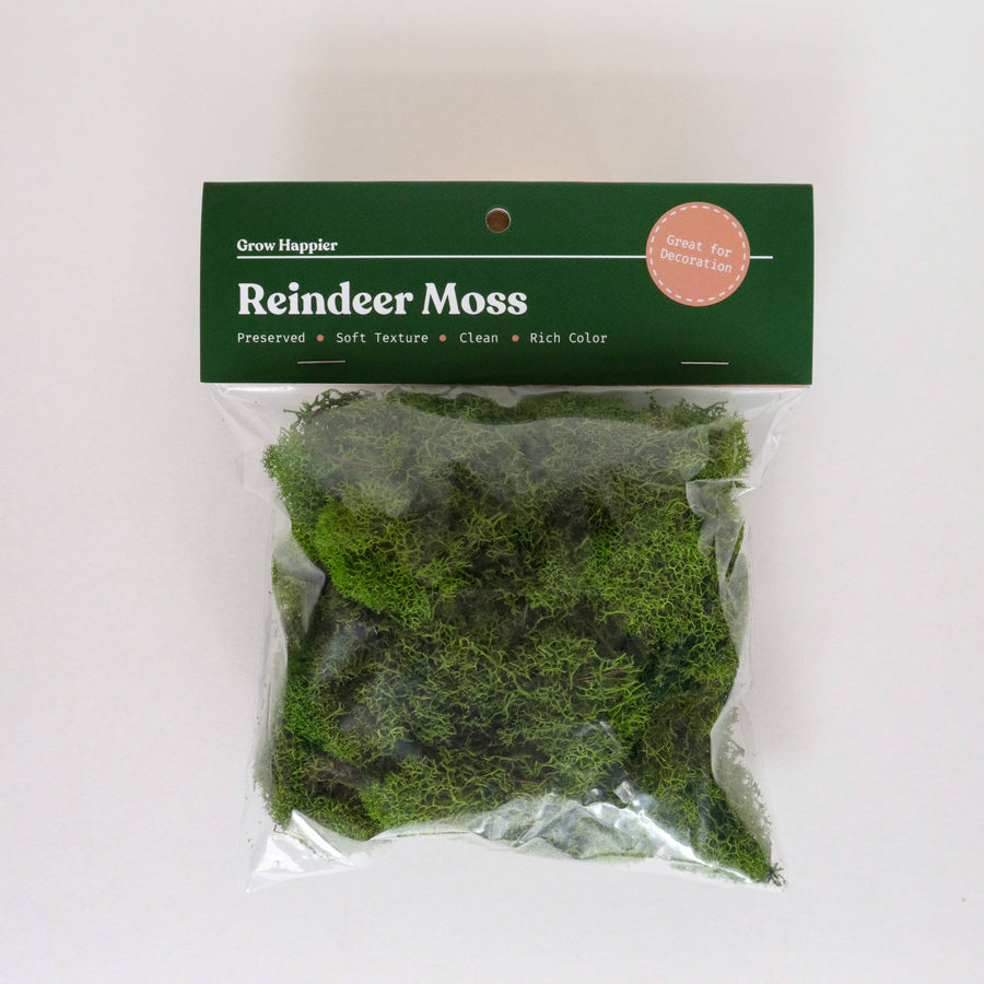 The Plant Supply - Preserved Reindeer Moss - Green Color